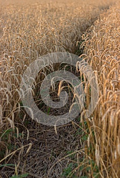 A path among ripe golden wheat leading to infinity