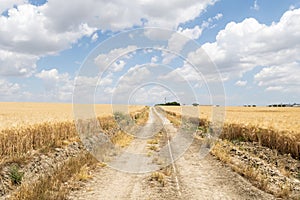 Path through ripe wheat field