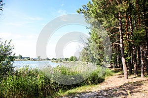 Path between river and pine forest