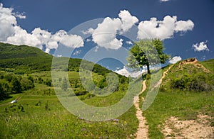 Path road leading to a tree