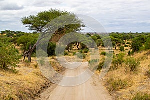 Path or road in the middle of the savanna of Tarangire National Park, in Tanzania, with yellow grass and trees