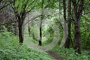 Path road in an oak grove. Deciduous forest. Trees bent their branches over the ground covered with green