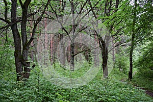 Path road in an oak grove. Deciduous forest. Trees bent their branches over the ground covered with green