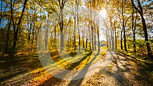 Path Road Way Pathway On Sunny Day In Autumn Sunny Forest Trees,