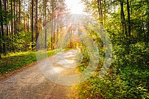 Path Road Way Pathway On Sunny Day In Summer Sunny Forest at Sun