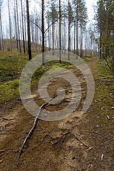 Path with roots through a forest with leafless trees photo