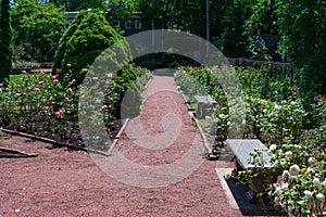 Path with Roses and Benches at the Merrick Rose Garden in Evanston Illinois