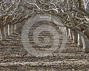 Path between rows of dormant fruit trees