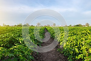 A path between rows of potato bushes in a farm field. Growing food vegetables. Olericulture. Agriculture farming on open ground. photo