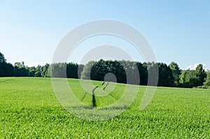 Path run trample on rye field in rural landscape