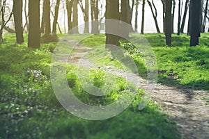 Path running among the trees. Fresh juicy green grass in the forest, field, park. Textural natural sunny landscape.