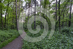 A path runs at dusk along a clearing with low shrubs in a forest near Westerbork photo