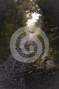 Path runs through the interior of the forest, Araba - Alava