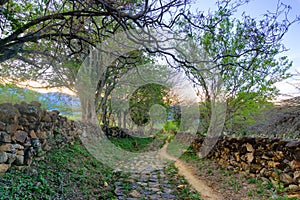 Path in Rural Colombia