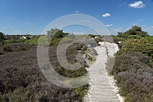 Path through sand dunes, Studland Nature Reserve