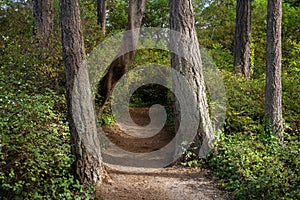 Path in Saxe Point Park, Esquimalt, Vancouver Island, BC Canada photo