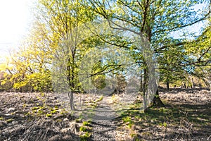 Path in scenic forest, with the sun casting its warm light through the foliage. Reinhardswald - germany