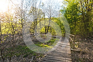 Path in scenic forest, with the sun casting its warm light through the foliage. Reinhardswald - germany