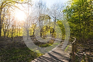 Path in scenic forest, with the sun casting its warm light through the foliage. Reinhardswald - germany