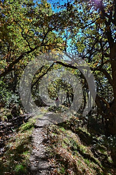 Path that is in the semi-darkness that produces the trees next to the ditch Almiar in the Alpujarra in autumn with yellow and photo