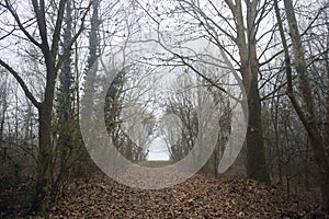 Path in the shade under arching trees