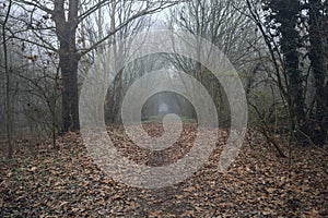 Path in the shade under arching trees