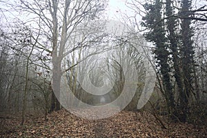 Path in the shade under arching trees