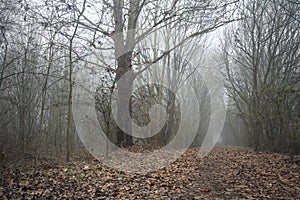 Path in the shade under arching trees