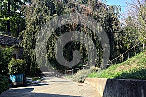 Path in the shade under a beech