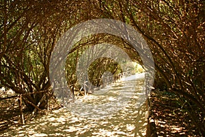 Path shaded by trees photo