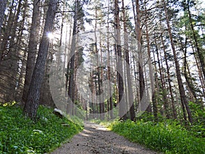 Path in a shady pine forest