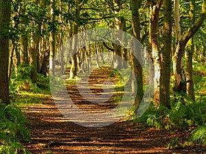 Path through shady woods in dappled sunlight