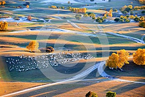 The path and sheep on the prairie