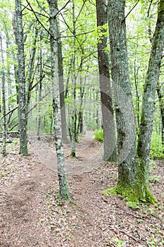 Path through Shoolman Preserve