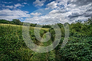 Path through Shrubbery at Newland corner