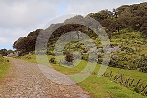 Path in Sierra de Alvarez, forest in san luis potosi I