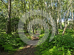 Path through Silver Birch woodland on the edge of Sherwood Forest