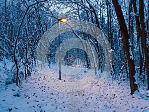 Path through the small forest in the winter
