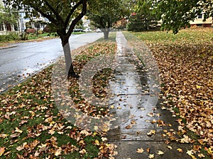 Path in Small Town Covered in Leaves on Rainy Day