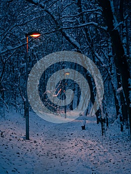 Path through the small woods - winter night shot