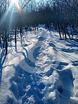 A Path Through The Snow