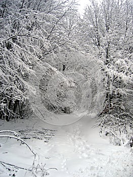 El camino en la nieve 