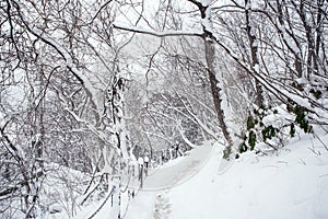 The path of snow in Fukushima, Japan