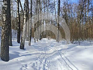 A path in the snow trodden by people in a forest park, among birches and shrubs
