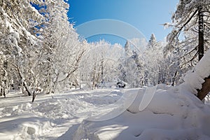 The path on snowfield in the winter forest