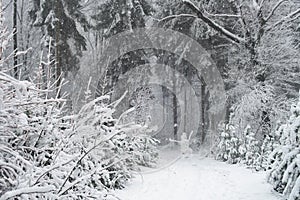 Path with snowman in winter pine forest.