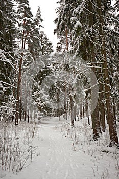 A path through a snowy forest in the winter
