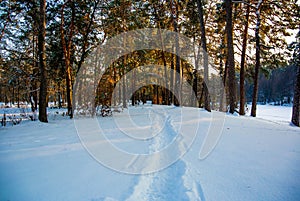 The path in the snowy forest