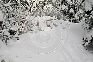 Path through a snowy forest, horizontal