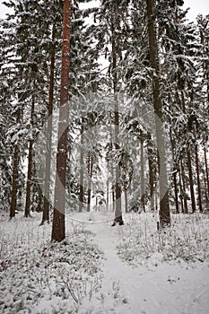 A path through a snowy forest in the winter